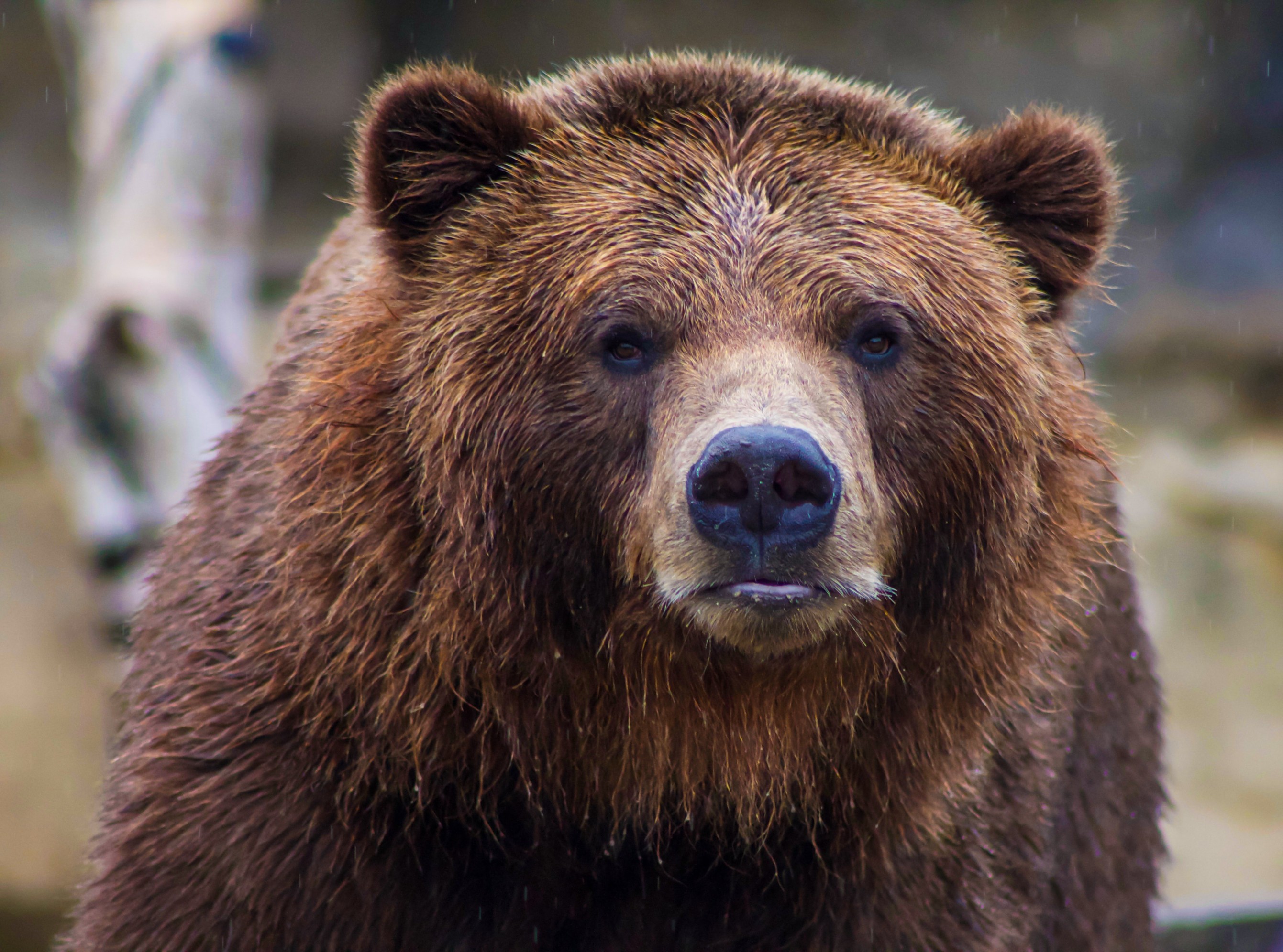 image of a Brown Bear