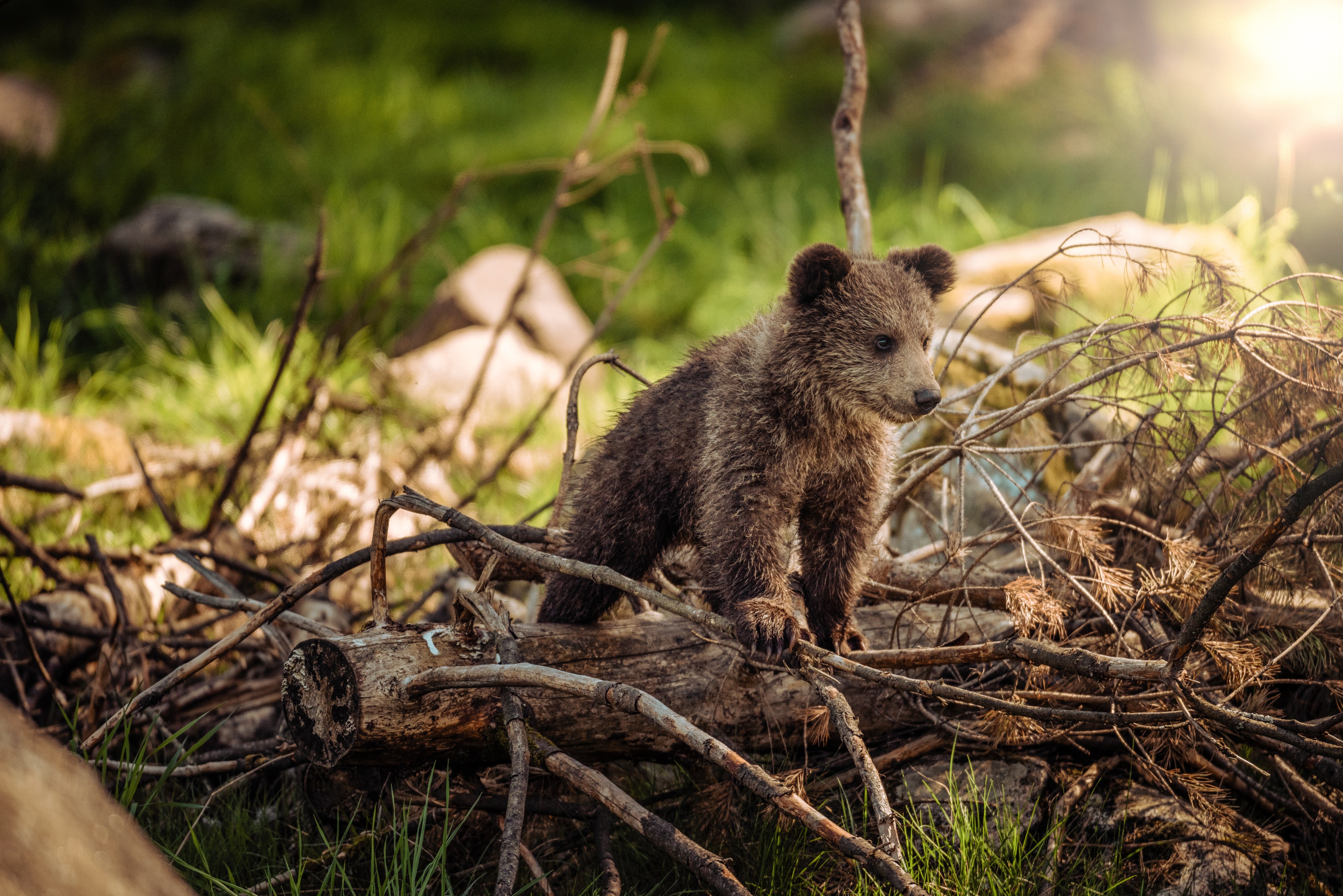 image of a young Brown Bear cub in woodland