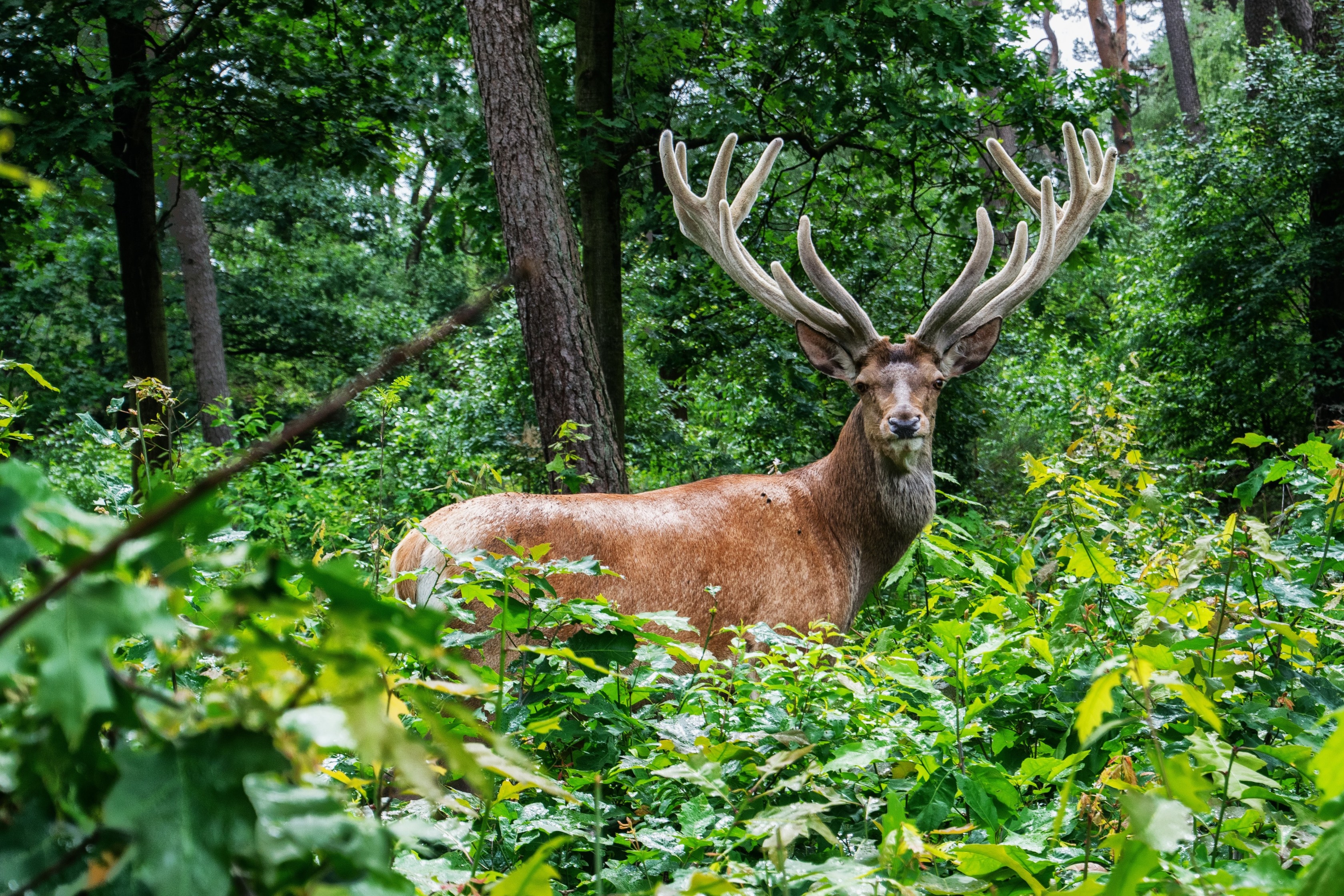 image of a stag in woodland 