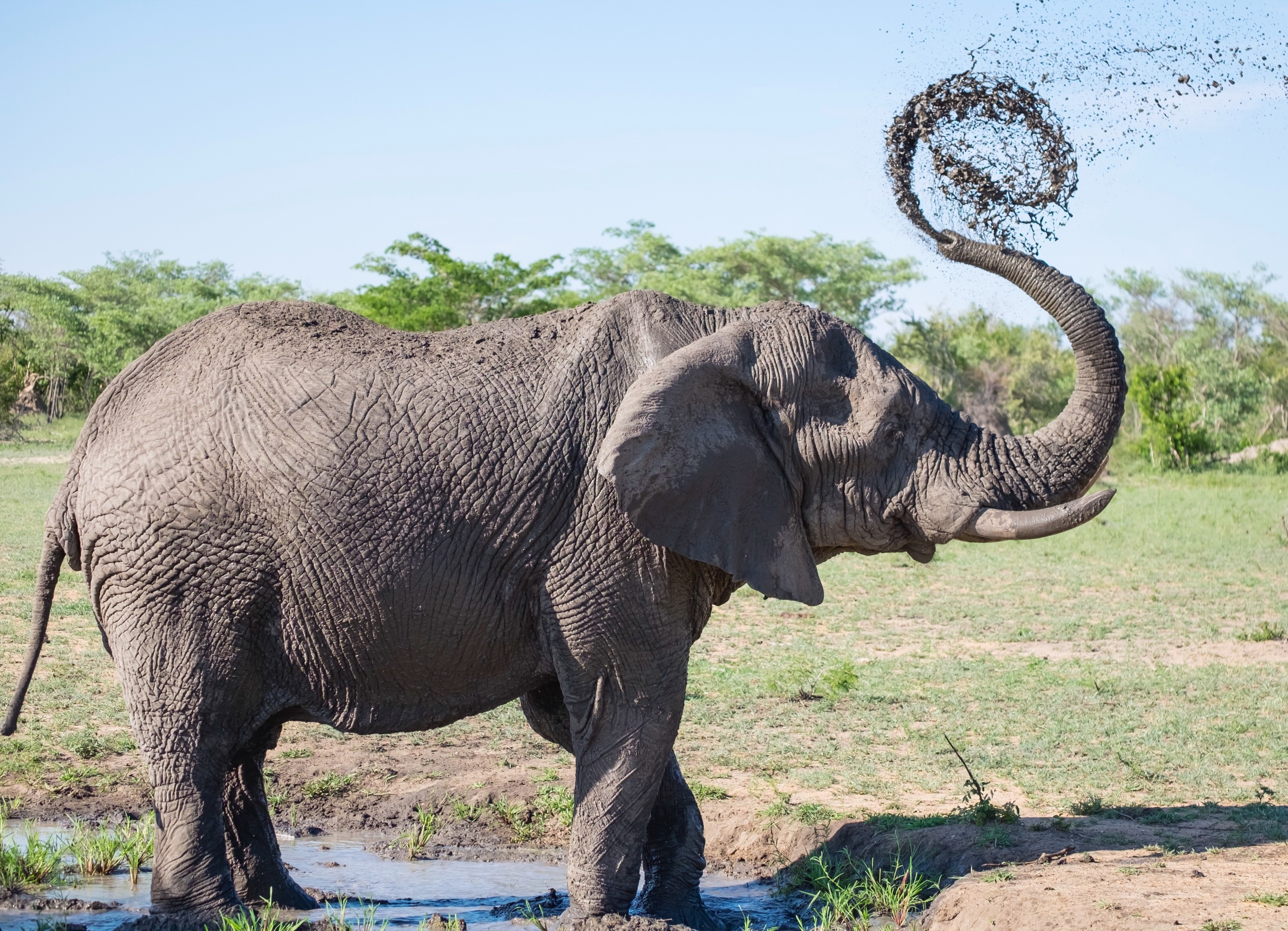 image of a large tusked African Elephant
