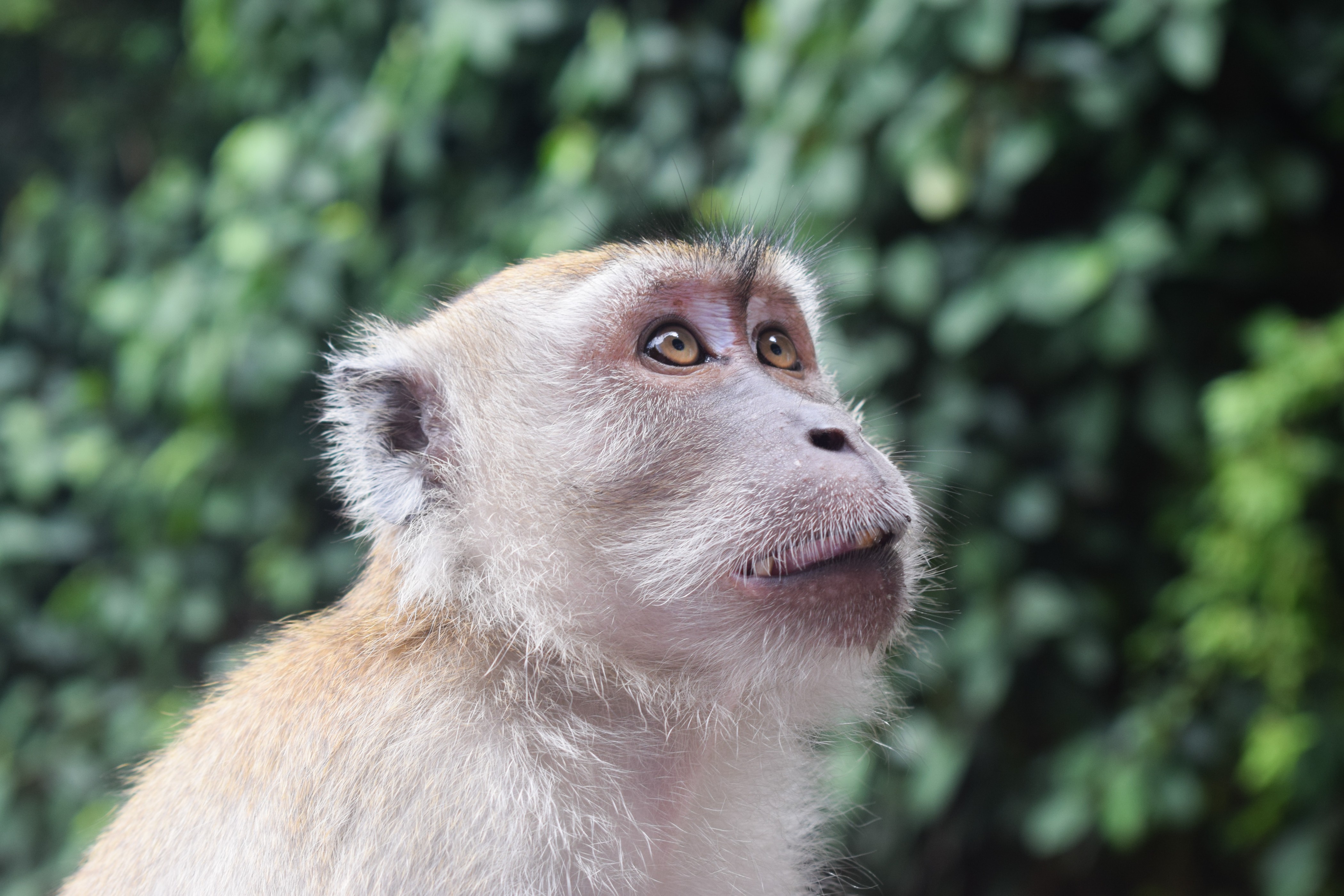 image of a small monkey looking up