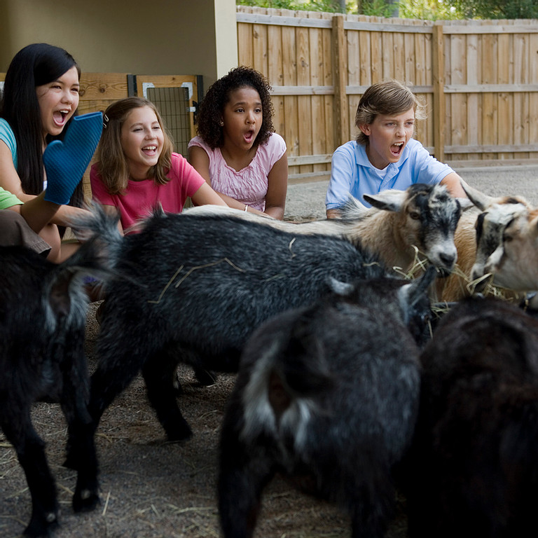 Pop up petting zoo
